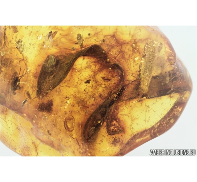 Big 19mm! Leaves and Dipterans. Fossil inclusions in Baltic amber #8943