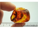 Big 19mm! Leaves and Dipterans. Fossil inclusions in Baltic amber #8943