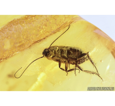 Cockroach, Blattaria. Fossil insect in Baltic amber #8945