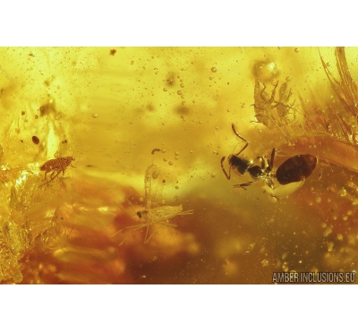 Ants, Aphids and More. Fossil inclusions in Baltic amber #8947