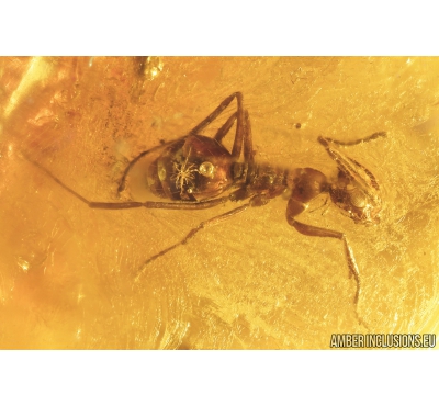 Ant, Mite and More. fossil inclusions in Baltic amber #8948