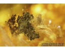 Ant, Mite and More. fossil inclusions in Baltic amber #8948