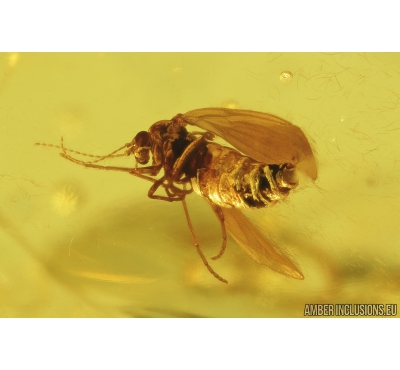 Moth flies Psychodidae and Amber fragment inside. Fossil inclusions in Baltic amber #8949
