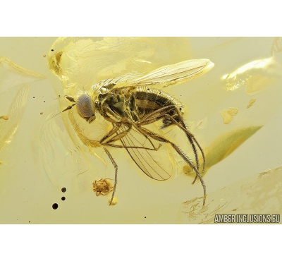 Long-legged fly Dolichopodidae and Mite Acari. Fossil inclusions in Baltic amber #8951