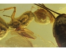 Big Ant  Formicidae: Dolichoderinae: Damzenomyrmex ribbeckei and Cockroach Blattaria. Fossil inclusions in Ukrainian Rovno amber# 8955R