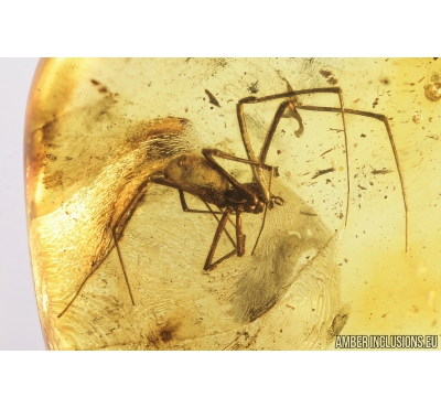 Nice Spider, Araneae. Fossil inclusion in Baltic amber stone #8960