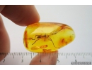 Big 21mm! Cricket, Orthoptera. Fossil insect in Baltic amber #8961