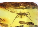 Big 21mm! Cricket, Orthoptera. Fossil insect in Baltic amber #8961