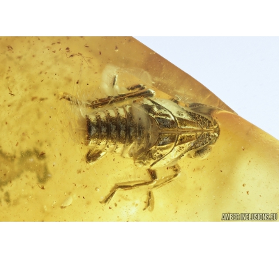 Plant-hopper Nymph, Cicadina. Fossil insect in Baltic amber #8962