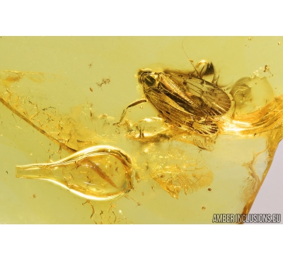 Planthopper, Cicadina and Amber Drop. Fossil inclusions in Baltic amber #8964