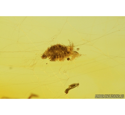 Millipede, Polyxenidae in Spider Web! Fossil inclusion in Baltic amber #8965