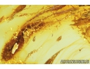 Millipede, Polyxenidae in Spider Web! Fossil inclusion in Baltic amber #8965