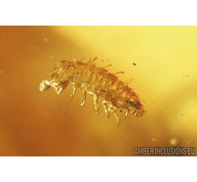 Small Millipede, Ant, Spider and Mite. Fossil inclusions in Baltic amber #8966