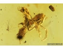 Small Millipede, Ant, Spider and Mite. Fossil inclusions in Baltic amber #8966