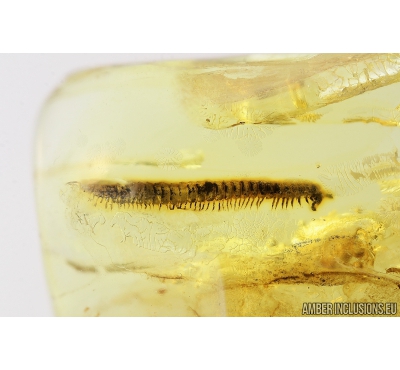 Millipede, Diplopoda. Fossil inclusion in Baltic amber #8967