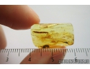 Millipede, Diplopoda. Fossil inclusion in Baltic amber #8967