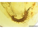 Nice Centipede, Lithobiidae. Fossil insect in Baltic amber #8968