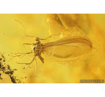 COCCID, COCCOIDEA and More. Fossil insects in Baltic amber #8969