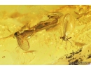 COCCID, COCCOIDEA and More. Fossil insects in Baltic amber #8969