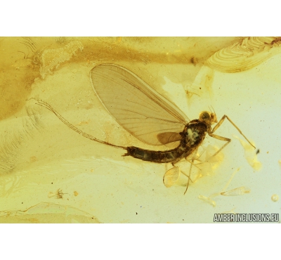 Mayfly, Ephemeroptera. Fossil insect in Baltic amber stone #8970