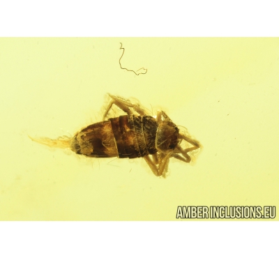Springtail, Collembola. Fossil inclusion in Baltic amber #8971