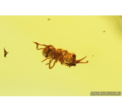 Springtail, Collembola. Fossil inclusion in Baltic amber #8972