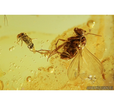 Nice Springtail Collembola and Long-legged fly Dolichopodidae . Fossil inclusions in Baltic amber #8973