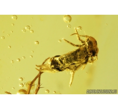 Nice Springtail Collembola and Long-legged fly Dolichopodidae . Fossil inclusions in Baltic amber #8973