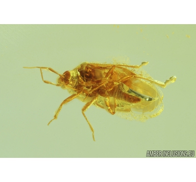 Bug, Heteroptera. Fossil insect in Baltic amber #8974