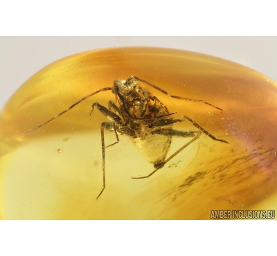True Bug Nymph, Miridae. Fossil insect in Baltic amber #8975