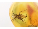 True Bug Nymph, Miridae. Fossil insect in Baltic amber #8975