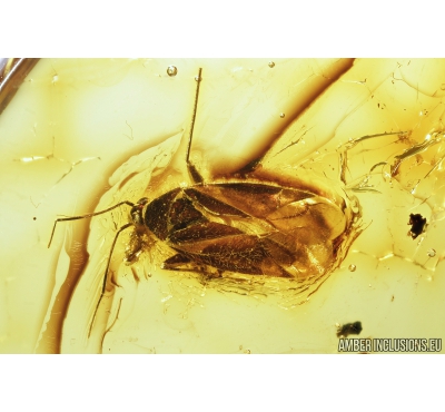 True Bug, Miridae. Fossil insect in Baltic amber #8976
