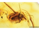 True Bug, Miridae. Fossil insect in Baltic amber #8976