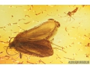 Caddisfly Trichoptera and More. Fossil insects in Baltic amber #8977