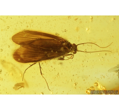 Nice Caddisfly Trichoptera. Fossil insect in Baltic amber #8979