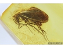 Rare scene! Caddisfly Trichoptera with Mite Acari. Fossil insects in Baltic amber #8980