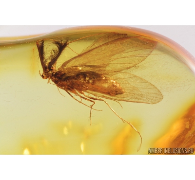 Rare Caddisfly Trichoptera, Lepidostomatidae. Fossil insect in Baltic amber #8981
