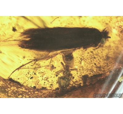Two Moths and Ants. Fossil insects in Baltic amber #8982