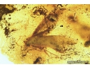 Two Moths and Ants. Fossil insects in Baltic amber #8982