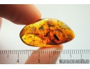 Two Moths and Ants. Fossil insects in Baltic amber #8982