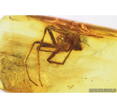 Big 10mm Spider, Araneae. Fossil inclusion in Baltic amber stone #8983