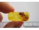 Big 10mm Spider, Araneae. Fossil inclusion in Baltic amber stone #8983