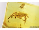 Jumping Spider, Salticidae. Fossil inclusion in Baltic amber #8984