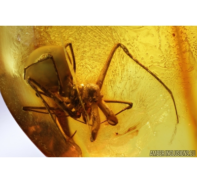 DAWN SPIDER, ARCHAEIDAE, PARADOXA. Fossil inclusion in Baltic amber #8985