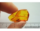 DAWN SPIDER, ARCHAEIDAE, PARADOXA. Fossil inclusion in Baltic amber #8985