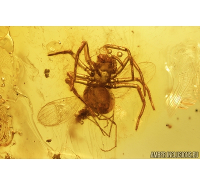Spider, Moth flies and More. Fossil inclusions in Baltic amber #8986