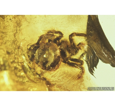 Spider and Mite in Spider web. Fossil inclusions in Baltic amber #8987
