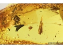 Spider and Mite in Spider web. Fossil inclusions in Baltic amber #8987