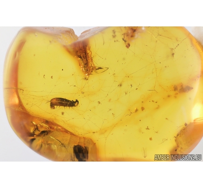 Spider Web and Insect fragment, probably cockroach leg. Fossil inclusions in Baltic amber #8988