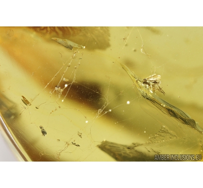 Spider web with Dark-Winged fungus gnat Sciaridae. Fossil inclusions in Ukrainian amber #8989